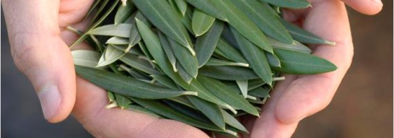 Try the new Barlean’s Olive Leaf …